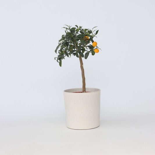 Citrus Kumquat - Dwergsinasappel
