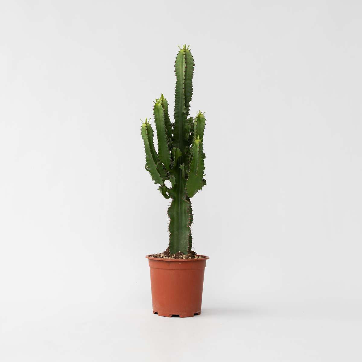 Euphorbia Ingens - Cowboycactus