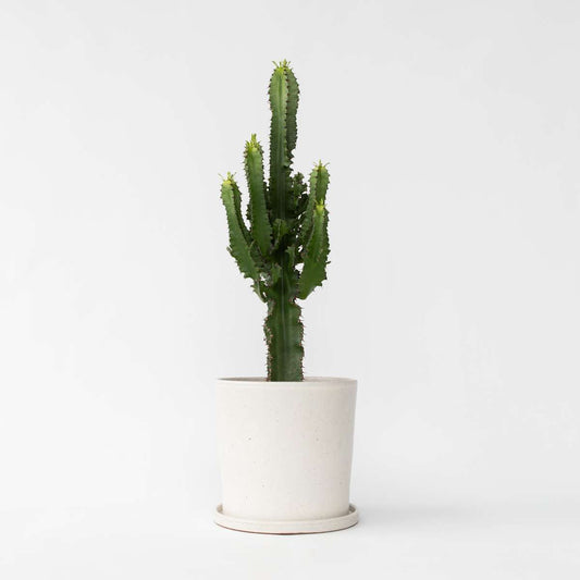 Euphorbia Ingens - Cowboycactus