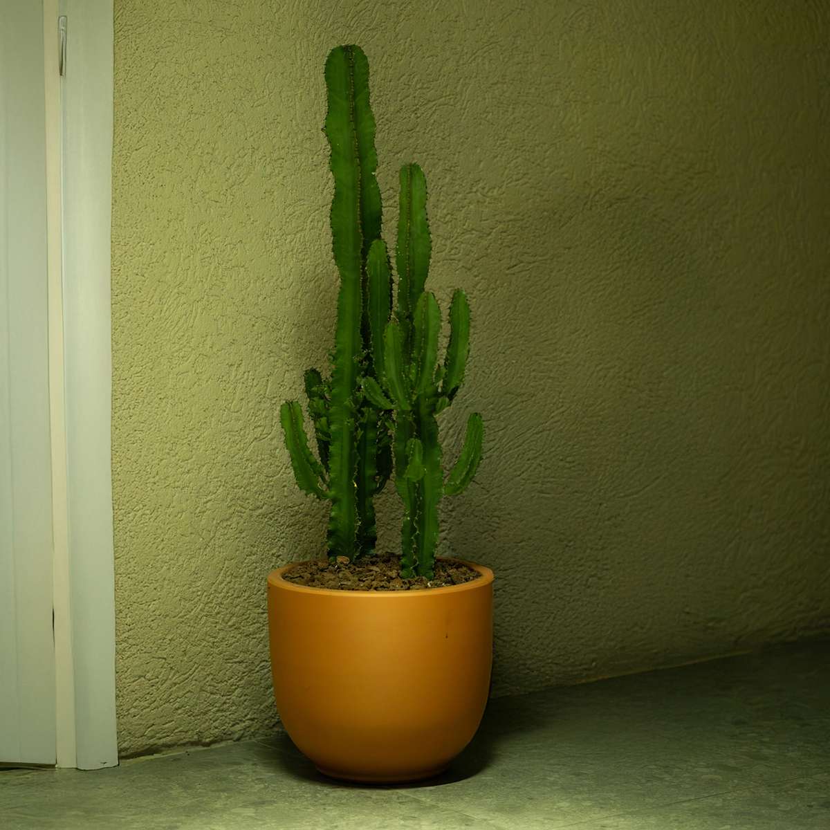 Euphorbia Eritrea - Set van 2 - Cowboycactus