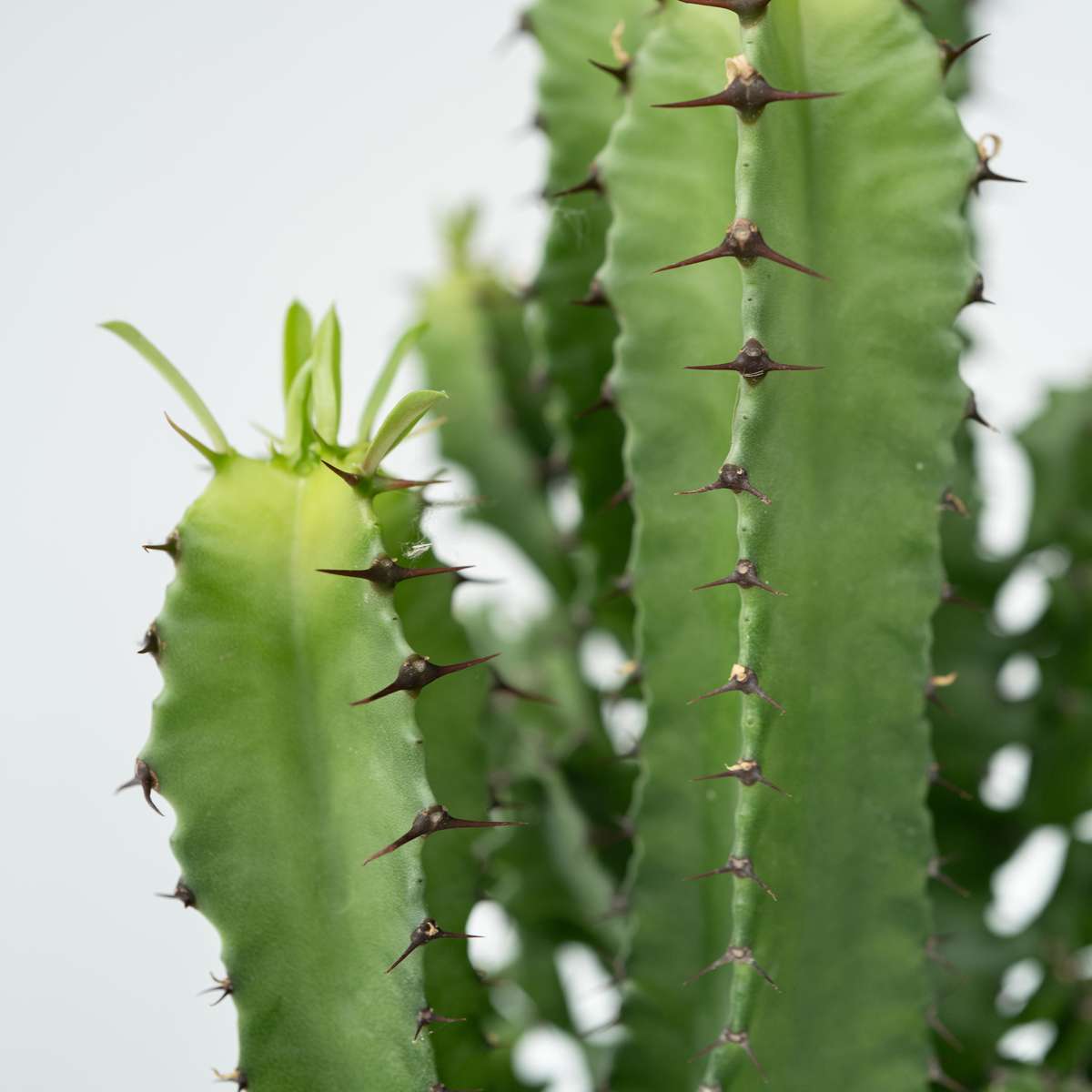 Euphorbia Eritrea - Set van 2 - Cowboycactus