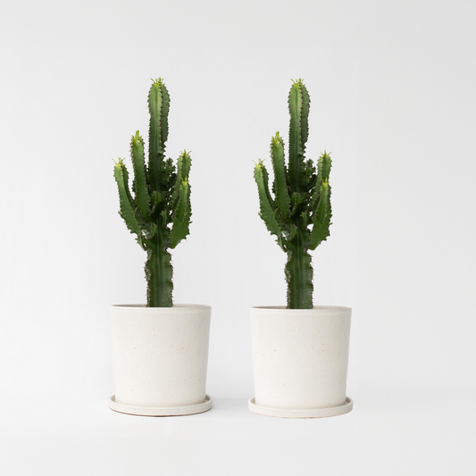 Euphorbia Eritrea - Set van 2 - Cowboycactus