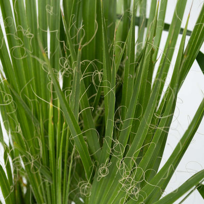 Binnenpalmen - Mix van 6 - Washingtonia, Yucca, Phoenix