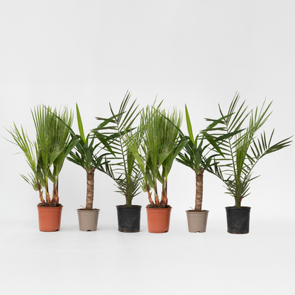 Binnenpalmen - Mix van 6 - Washingtonia, Yucca, Phoenix