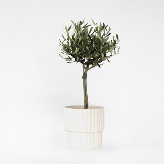 Olea Europaea - Olijfboom