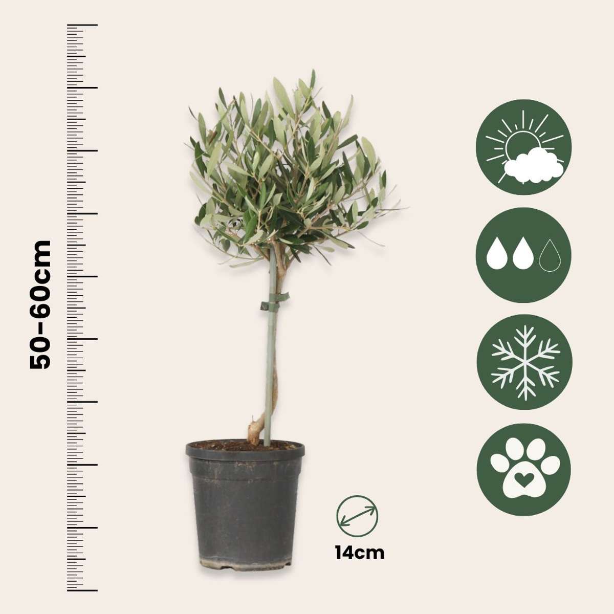 Olea Europaea - Olijfboom