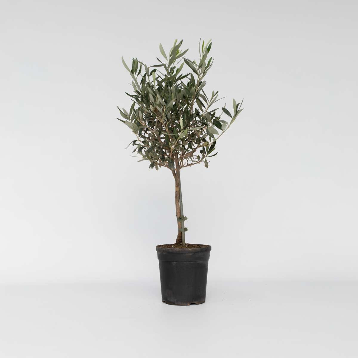 Olea Europaea - Olijfboom