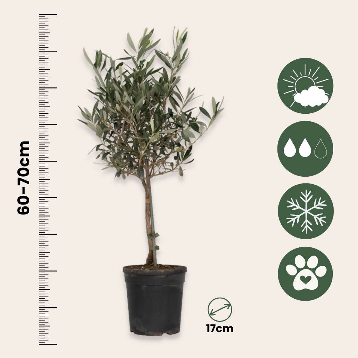 Olea Europaea - Olijfboom