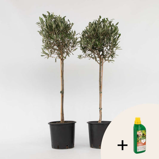 Olijfboom - Set van 2 - Inclusief plantenvoeding