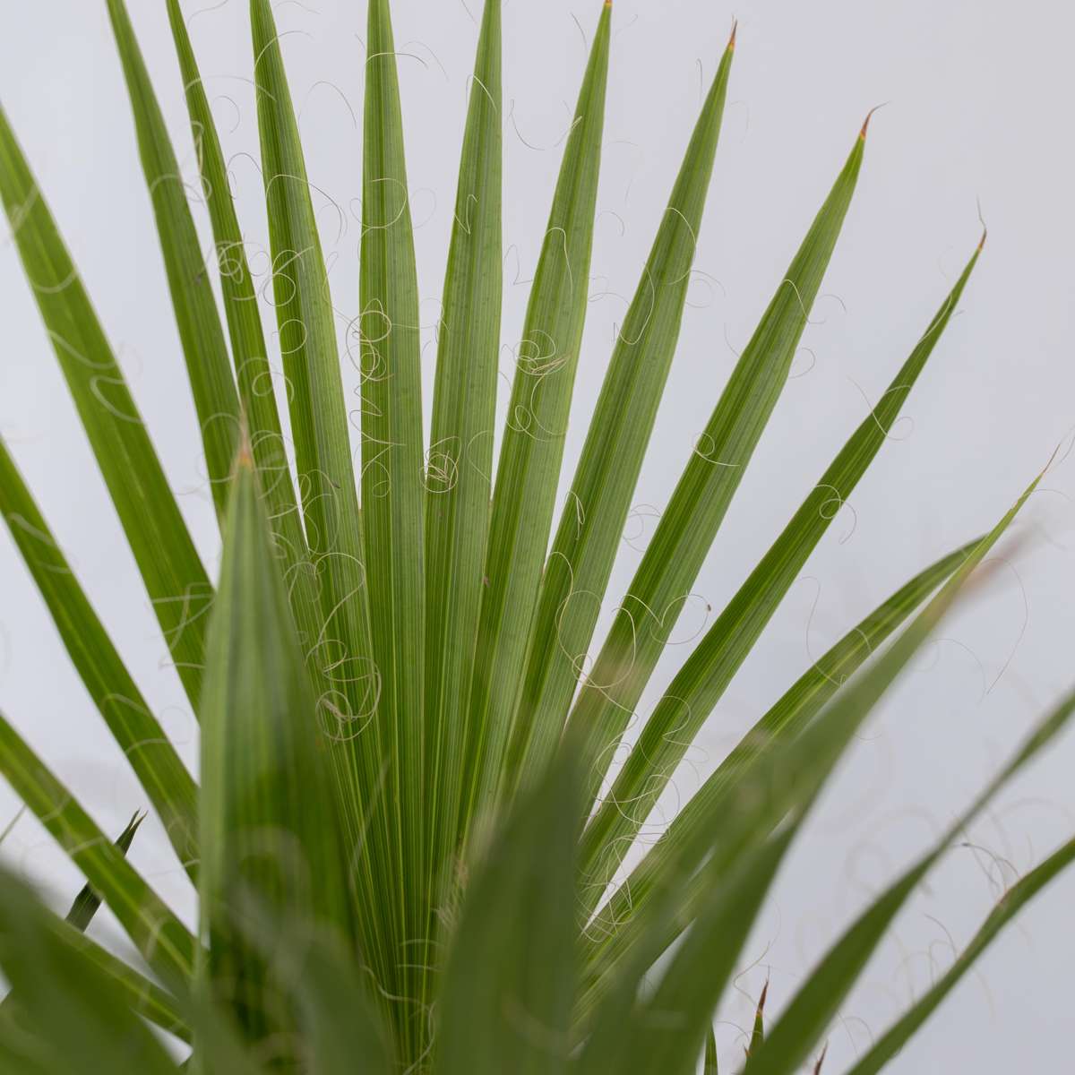 Palmmix - Set van 3 - Inclusief plantenvoeding