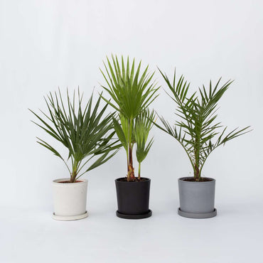 Palmmix - Set van 3 - Inclusief plantenvoeding