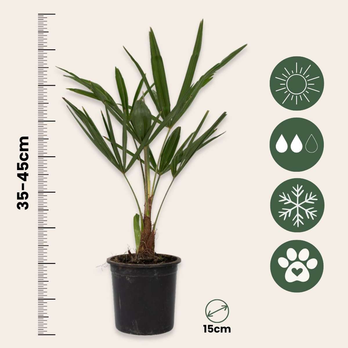 Trachycarpus Fortunei - Waaierpalmboom