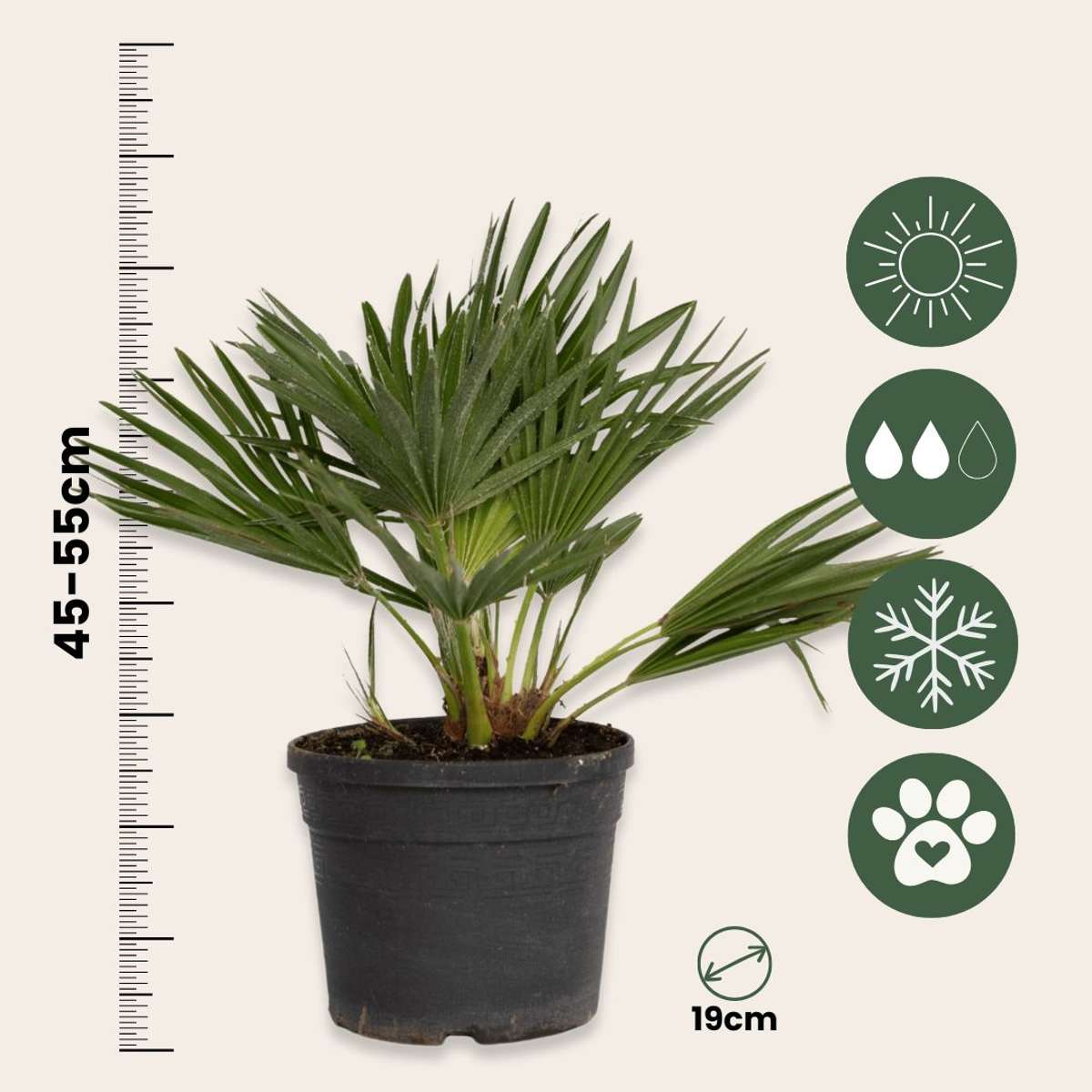 Chamaerops 'Vulcano' - Dwergpalm