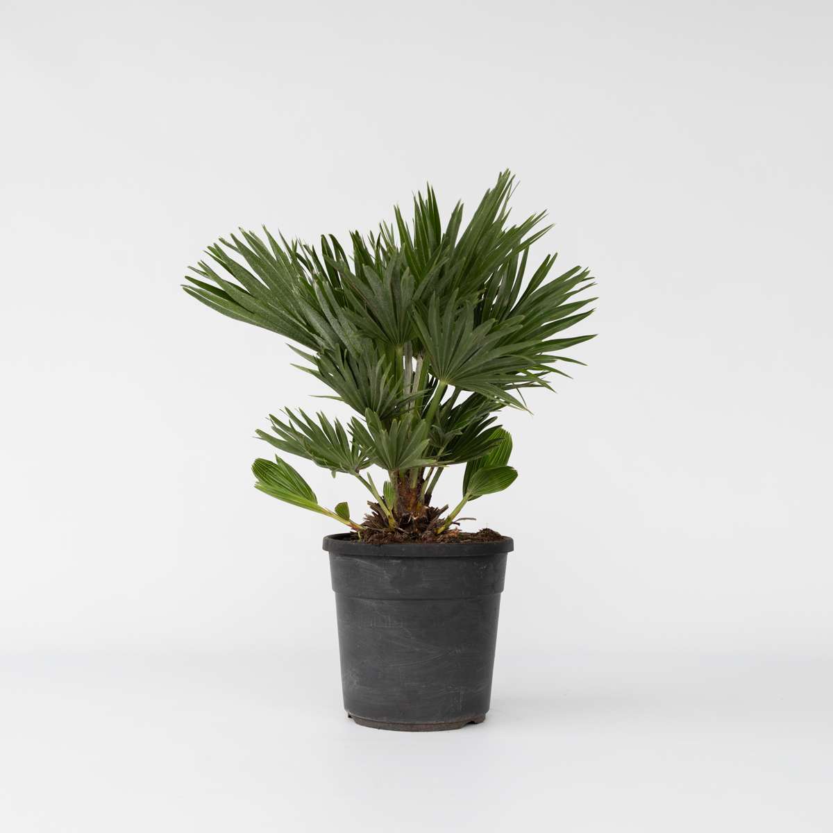 Chamaerops 'Vulcano' - Dwergpalm