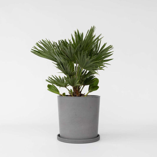 Chamaerops 'Vulcano' - Dwergpalm