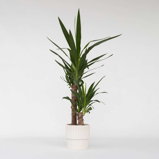 Yucca elephantipes - Palmlelie - Kamerpalm