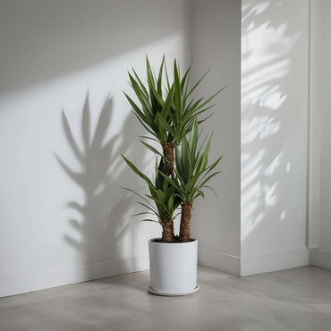 Yucca elephantipes - Palmlelie