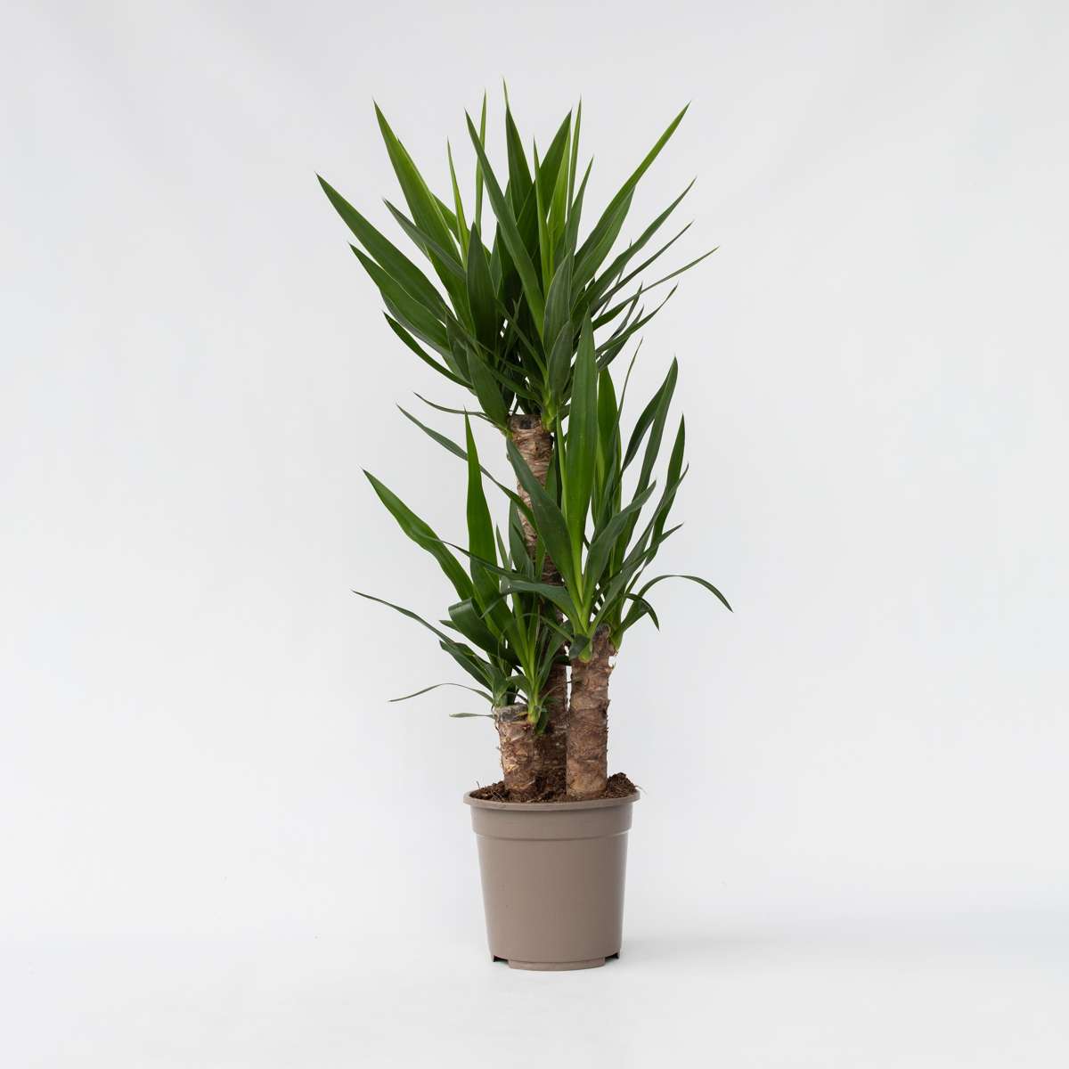 Yucca elephantipes - Palmlelie