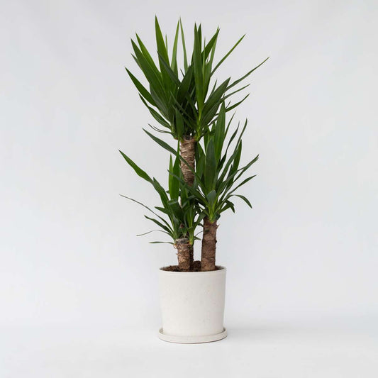 Yucca elephantipes - Palmlelie