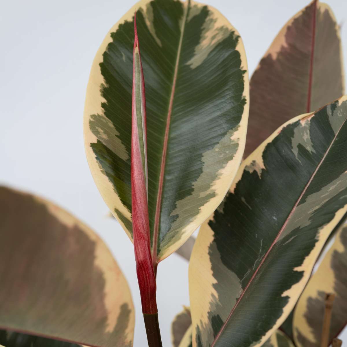 Ficus Elastica 'Tineke'