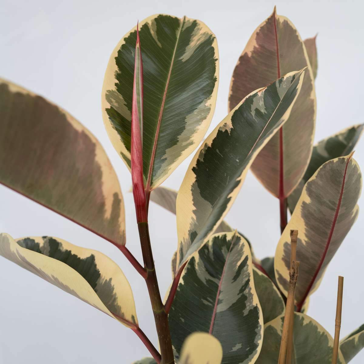 Ficus Elastica 'Tineke'