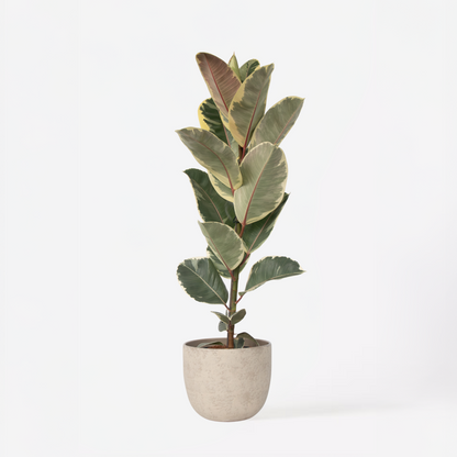 Ficus Elastica 'Tineke'