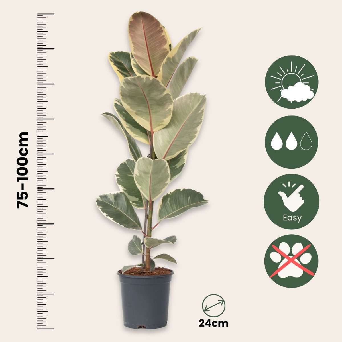 Ficus Elastica 'Tineke'