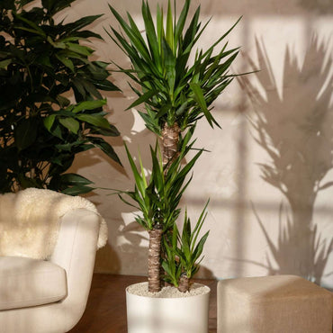Yucca elephantipes - Palmlelie