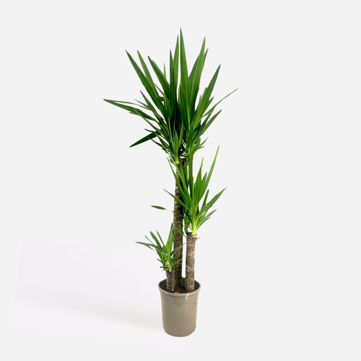 Yucca elephantipes - Palmlelie