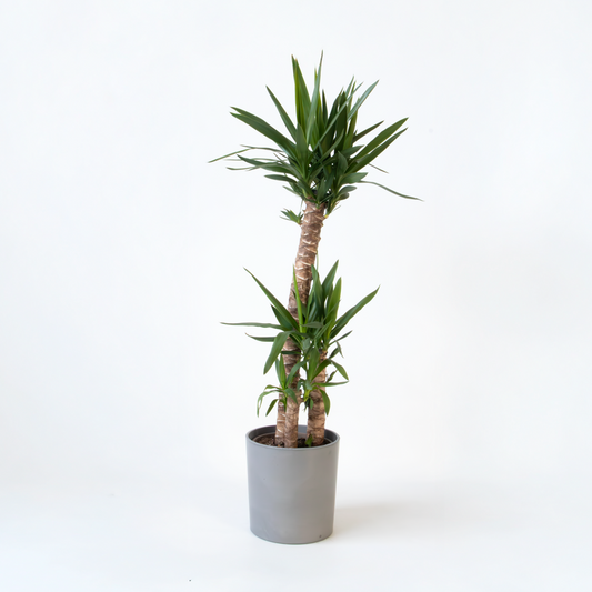 Yucca elephantipes - Palmlelie