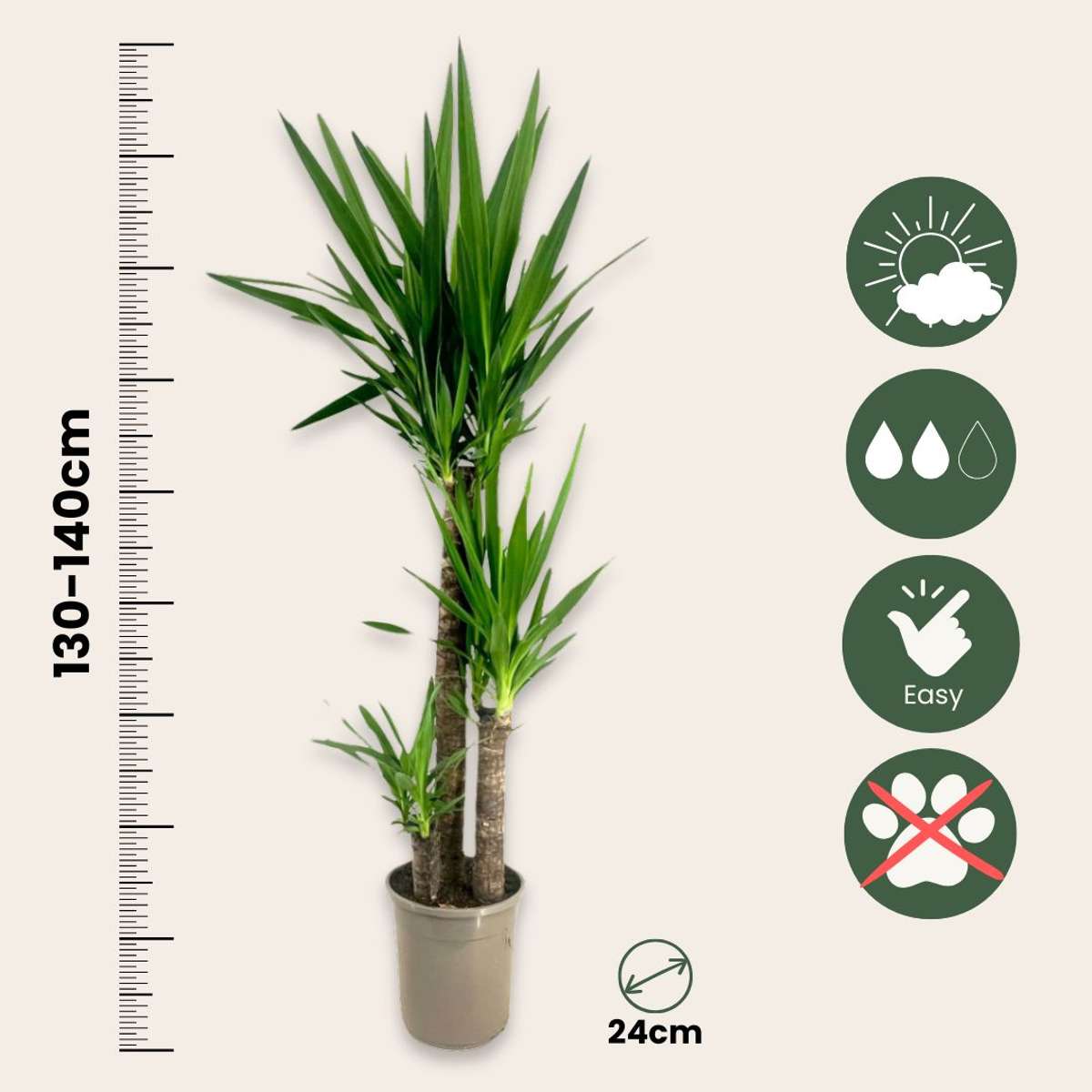 Yucca elephantipes - Palmlelie