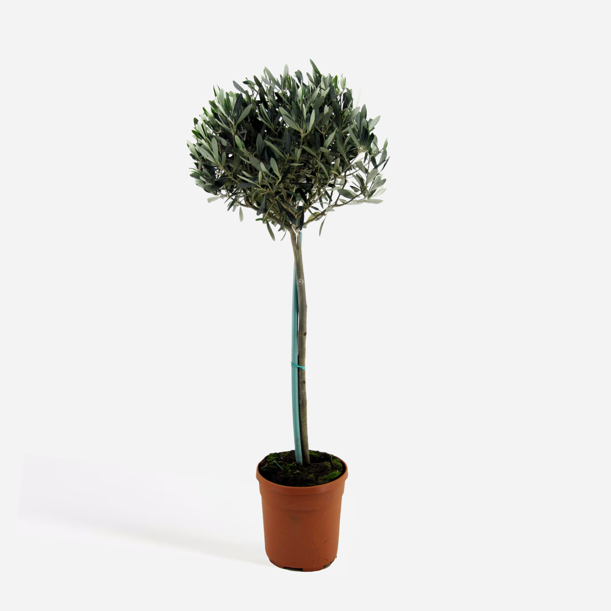Olea europaea - Olijfboom
