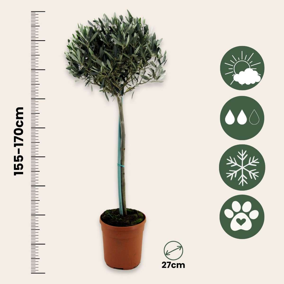 Olea europaea - Olijfboom