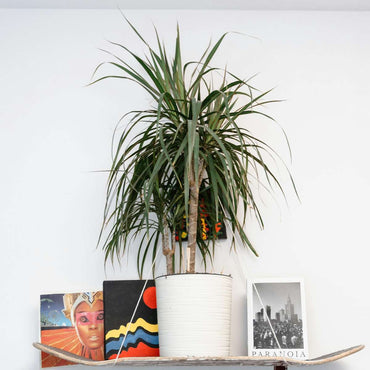 Dracaena marginata Magenta - Set van 2