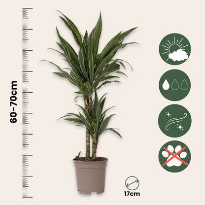 Dracaena deremensis 'Warneckei' - Set van 2