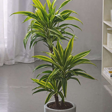 Dracaena Deremensis - Lemon Lime - Set van 2
