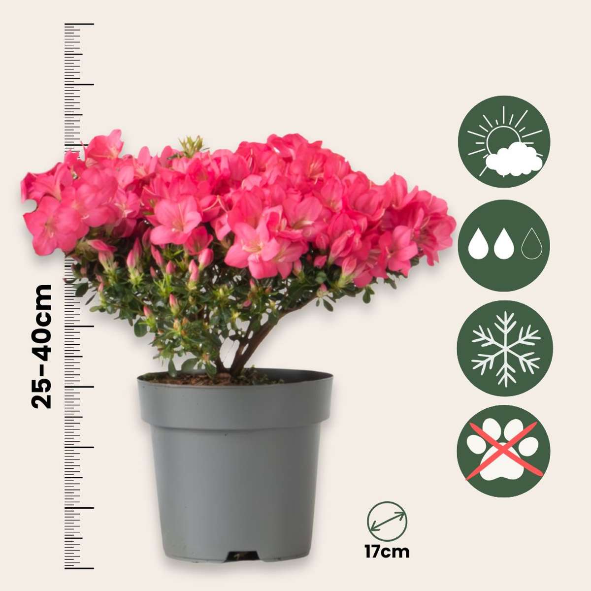 Rhododendron 'Azalea Anouk' - Set van 4