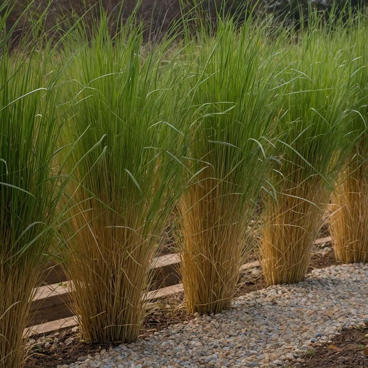 Panicum virgatum 'Northwind' - Vingergras