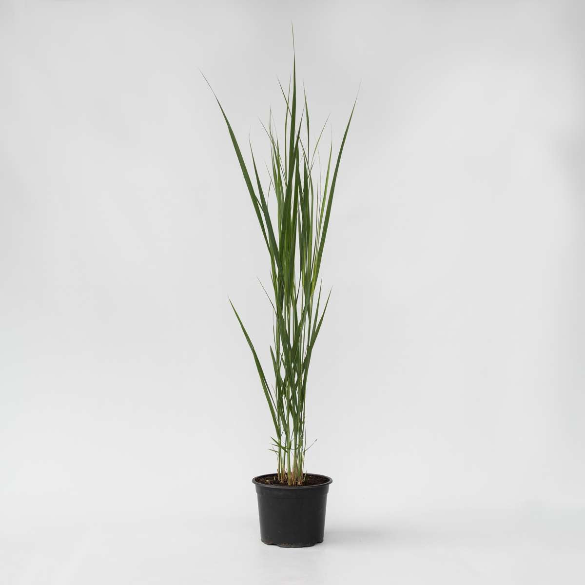 Panicum virgatum 'Northwind' - Vingergras