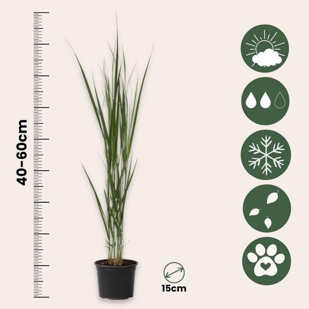 Panicum virgatum 'Northwind' - Vingergras