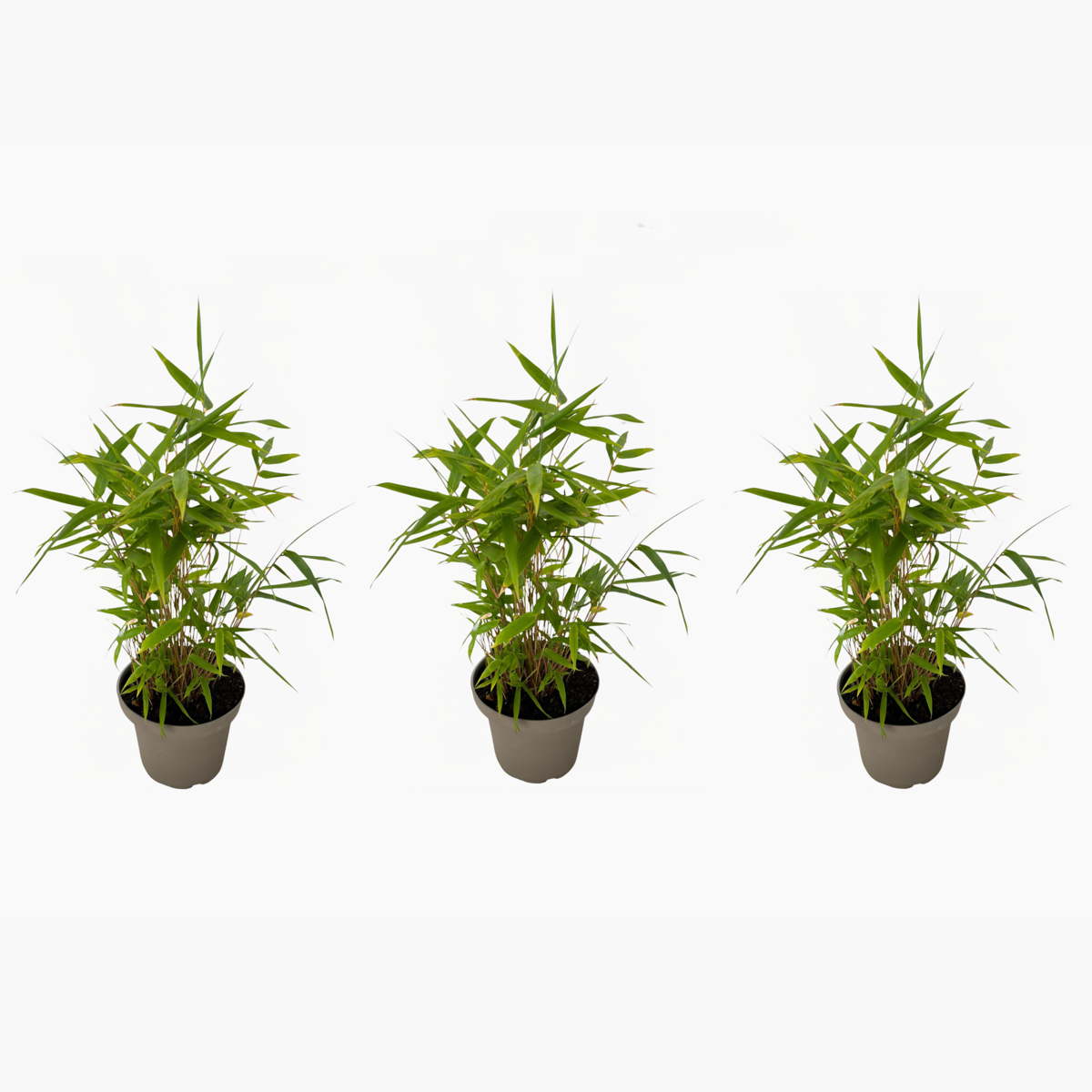 Fargesia nitida 'Black Dragon' - 3 Stuks - Bamboe