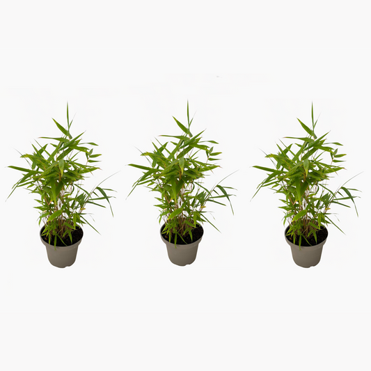 Fargesia nitida 'Black Dragon' - 3 Stuks - Bamboe