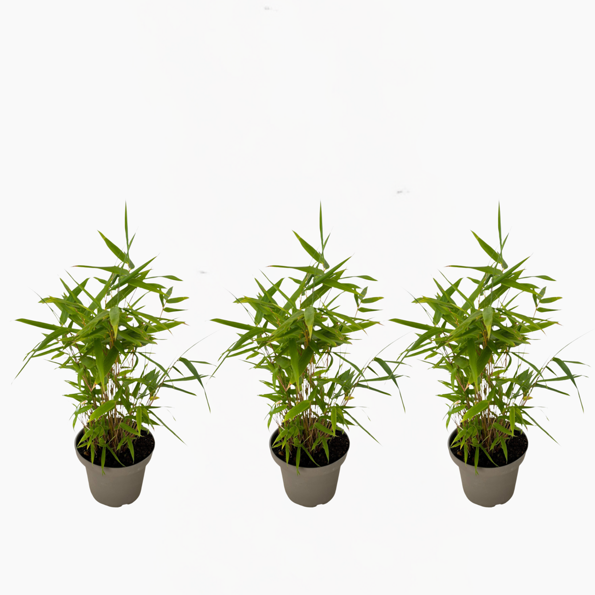 Fargesia nitida 'Black Dragon' - 3 Stuks - Bamboe