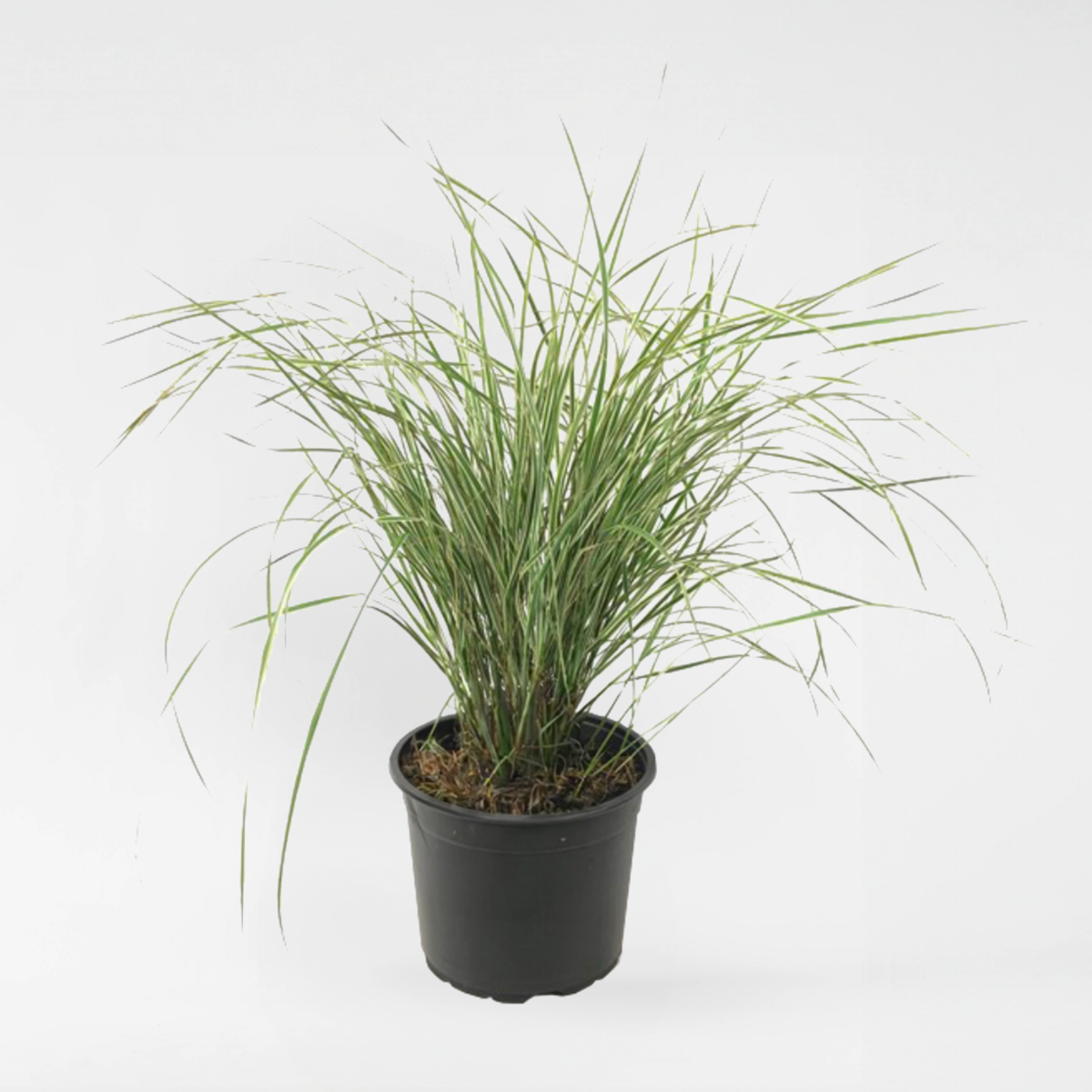 Calamagrostis Overdam - Siergras
