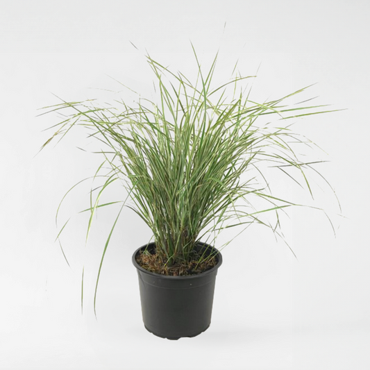 Calamagrostis Overdam - Siergras