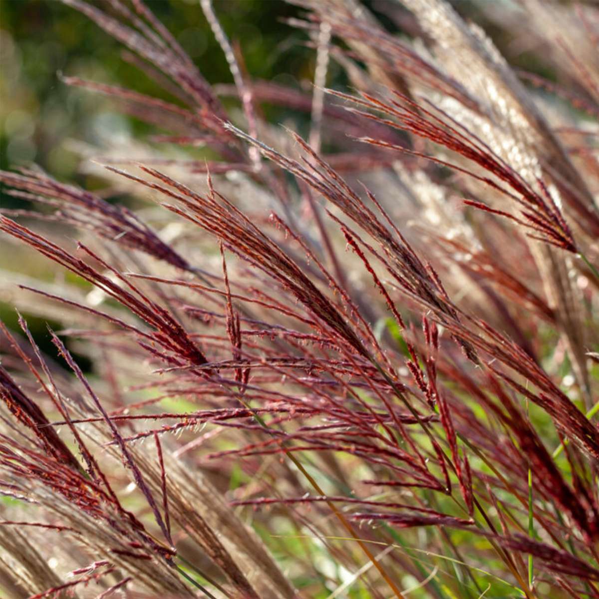 Miscanthus sinensis Red Chief - Siergras - Set van 2