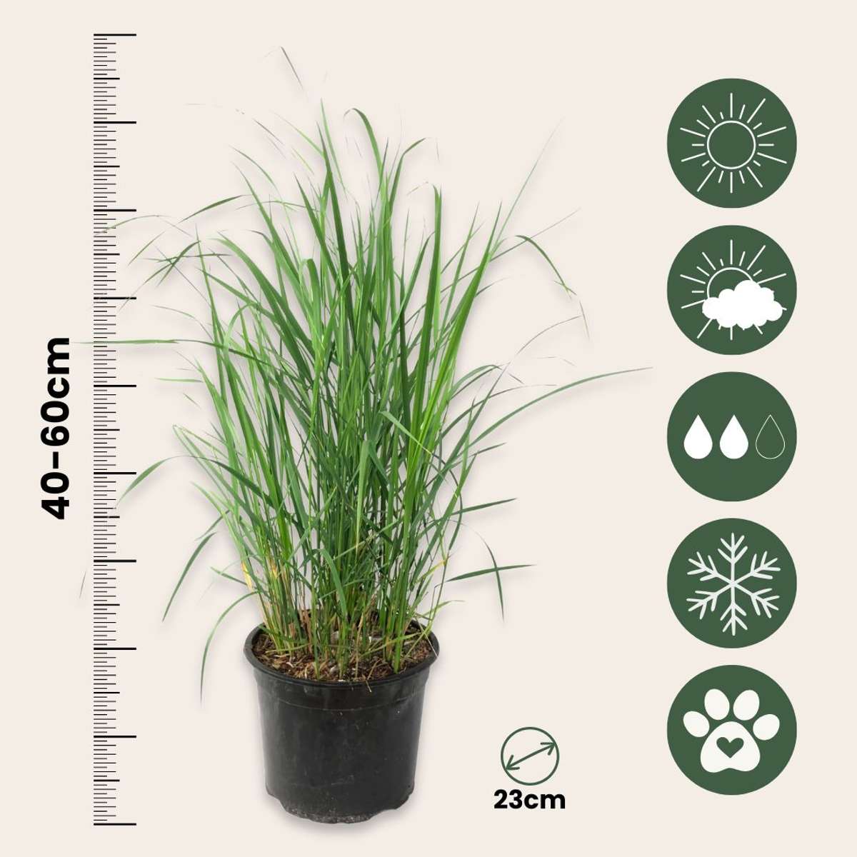 Calamagrostis 'Karl Foerster' - Set van 2 - Siergras