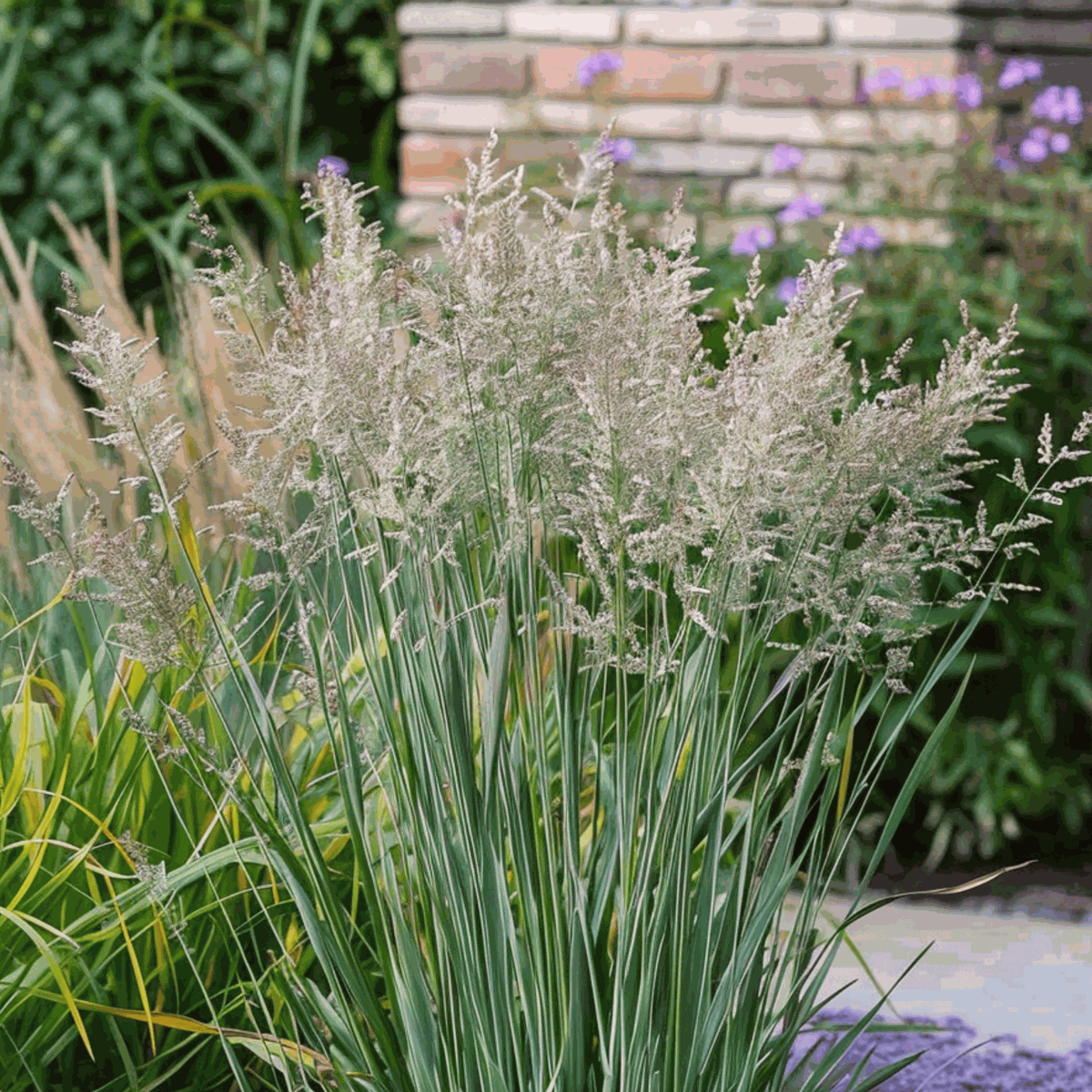 Panicum virgatum 'Heavy Metal' - Vingergras
