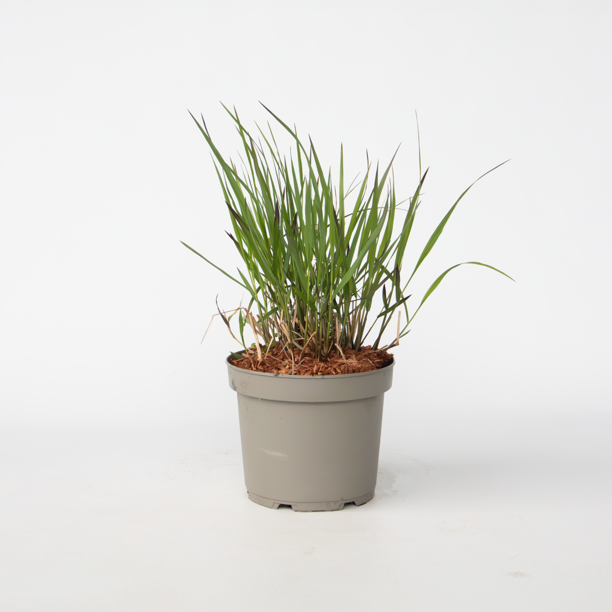 Panicum virgatum 'Squaw' - Vingergras