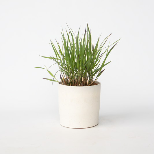 Panicum virgatum 'Squaw' - Vingergras